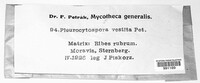 Pleurocytospora vestita image
